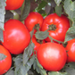 Mountain Merit Tomato