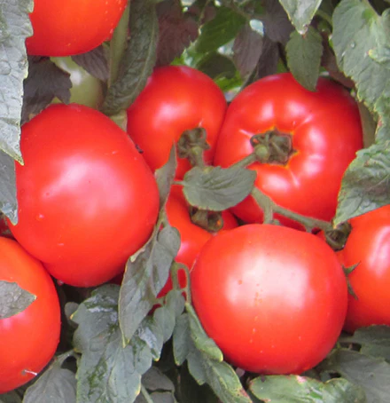 Mountain Merit Tomato