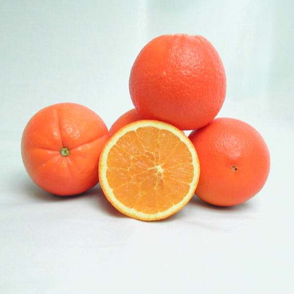 Fukumoto Navel Orange Budwood citrus plant material online shopping