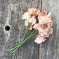 Mollie Rilstone Heirloom Sweet Pea seeds online shopping