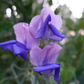 Erewhon Sweet Pea seeds online shopping