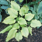 Sherlock Hosta Plants online shopping