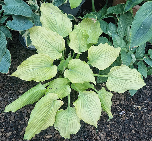 Sherlock Hosta Plants online shopping