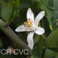 Femminello Siracusano White Flowered Lemon Budwood citrus plant material online shopping
