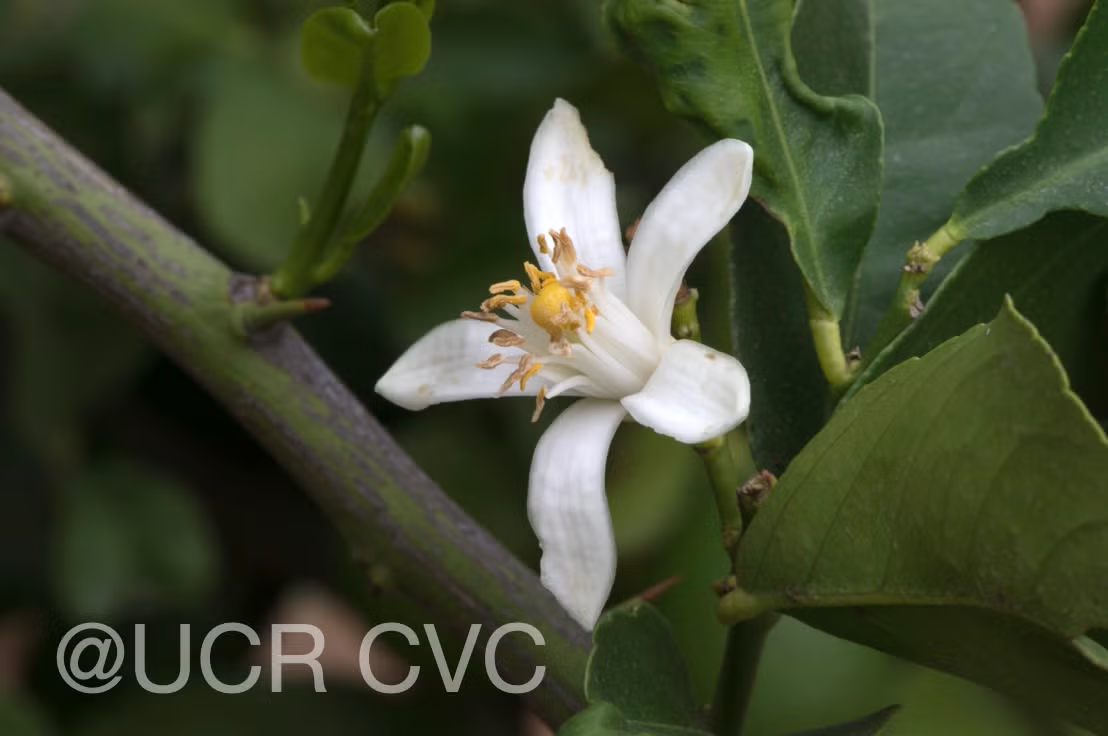 Femminello Siracusano White Flowered Lemon Budwood citrus plant material online shopping