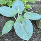 Rembrandt Blue Hosta Plants online shopping