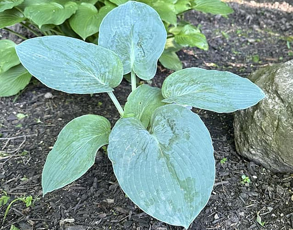 Rembrandt Blue Hosta Plants online shopping