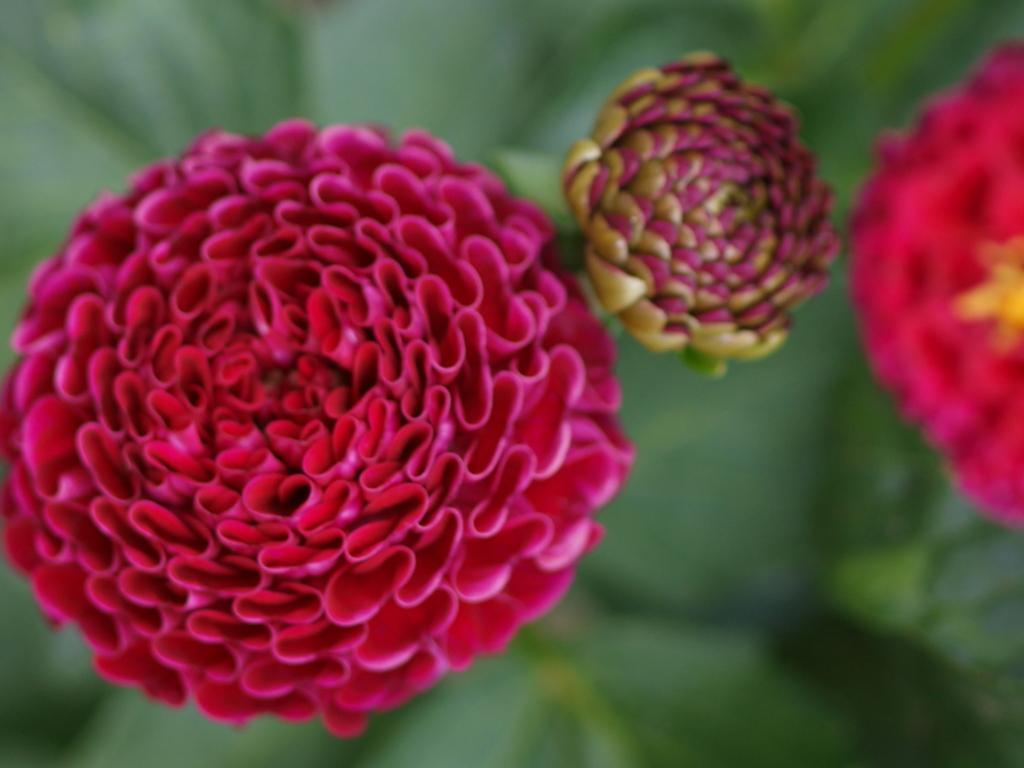Chick A Dee Dahlia
