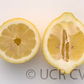 Femminello Lemon Budwood citrus plant material online shopping