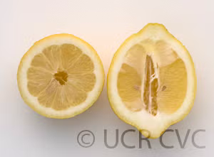 Femminello Lemon Budwood citrus plant material online shopping