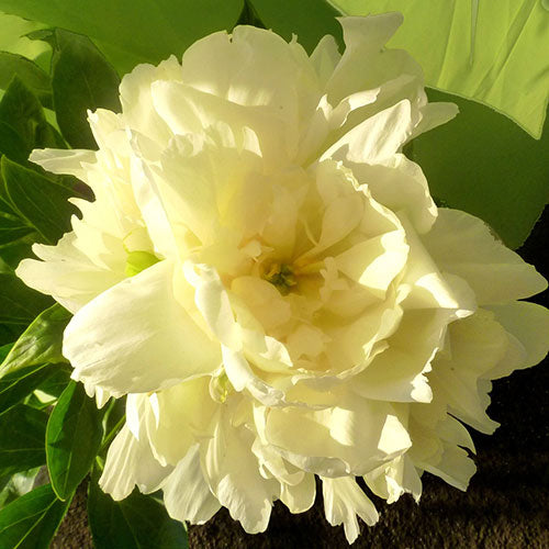 Paeonia Lactiflora Gold Mine