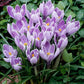 Striped Beauty Crocus Corms