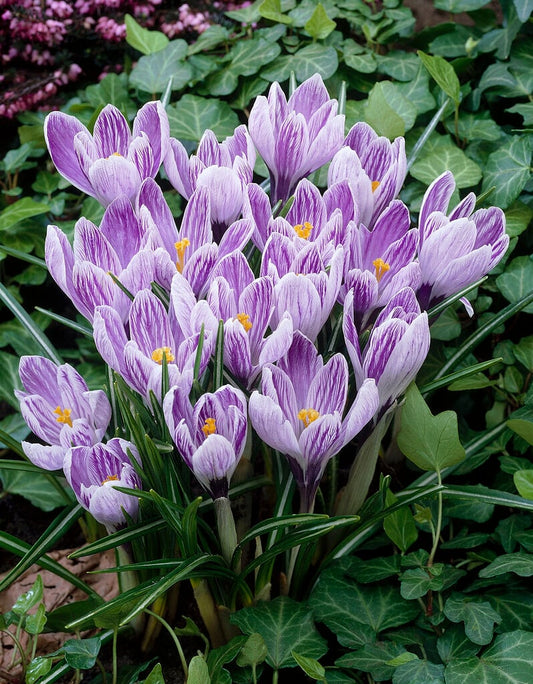 Striped Beauty Crocus Corms