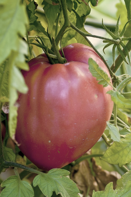 Pink Brandywine Organic Tomato Seeds online shopping
