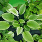 Zebra Stripes Hosta Plants online shopping