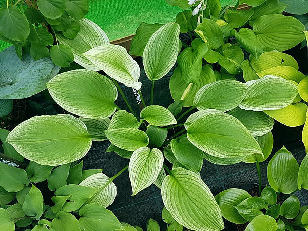Zebra Stripes Hosta Plants online shopping