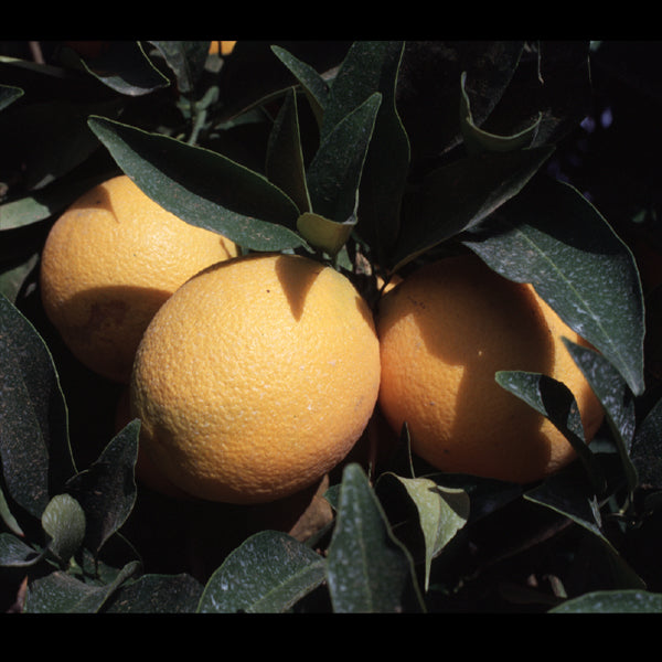 Salustiana Sweet Orange Budwood citrus plant material online shopping