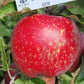 Chieftain Heirloom Apple