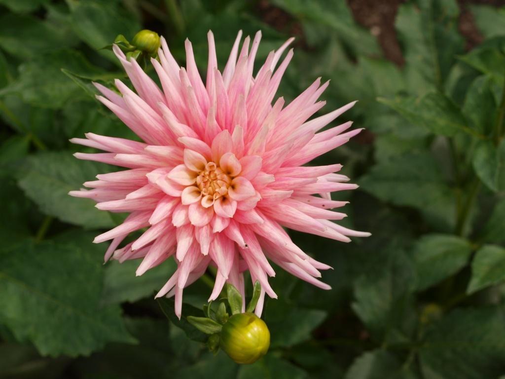 Park Princess Dahlia