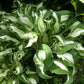 London Bridge Hosta Plants online shopping