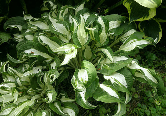 London Bridge Hosta Plants online shopping