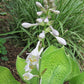 Cup Of Joy Hosta Plants online shopping