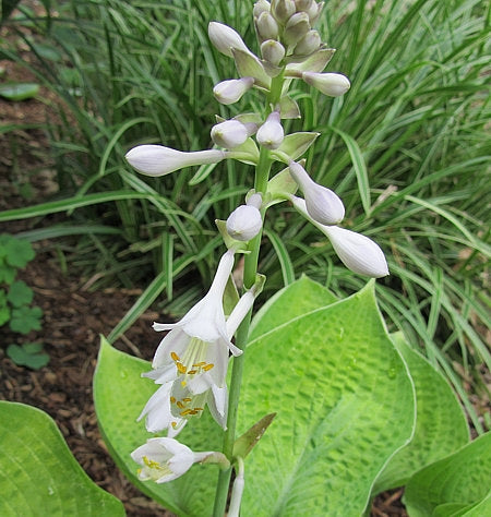 Cup Of Joy Hosta Plants online shopping