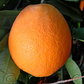Barnfield Navel Orange Budwood citrus plant material online shopping