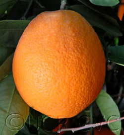 Barnfield Navel Orange Budwood citrus plant material online shopping