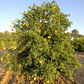 Goutoucheng Sour Orange Budwood citrus plant material online shopping