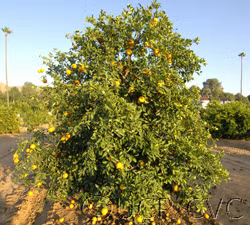 Goutoucheng Sour Orange Budwood citrus plant material online shopping