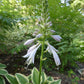 Exotic Presentation Hosta Plants online shopping