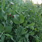 Dwarf Grey Sugar Snow Pea