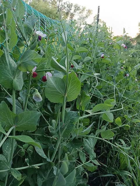 Dwarf Grey Sugar Snow Pea