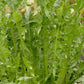 Italian Dandelion Chicory