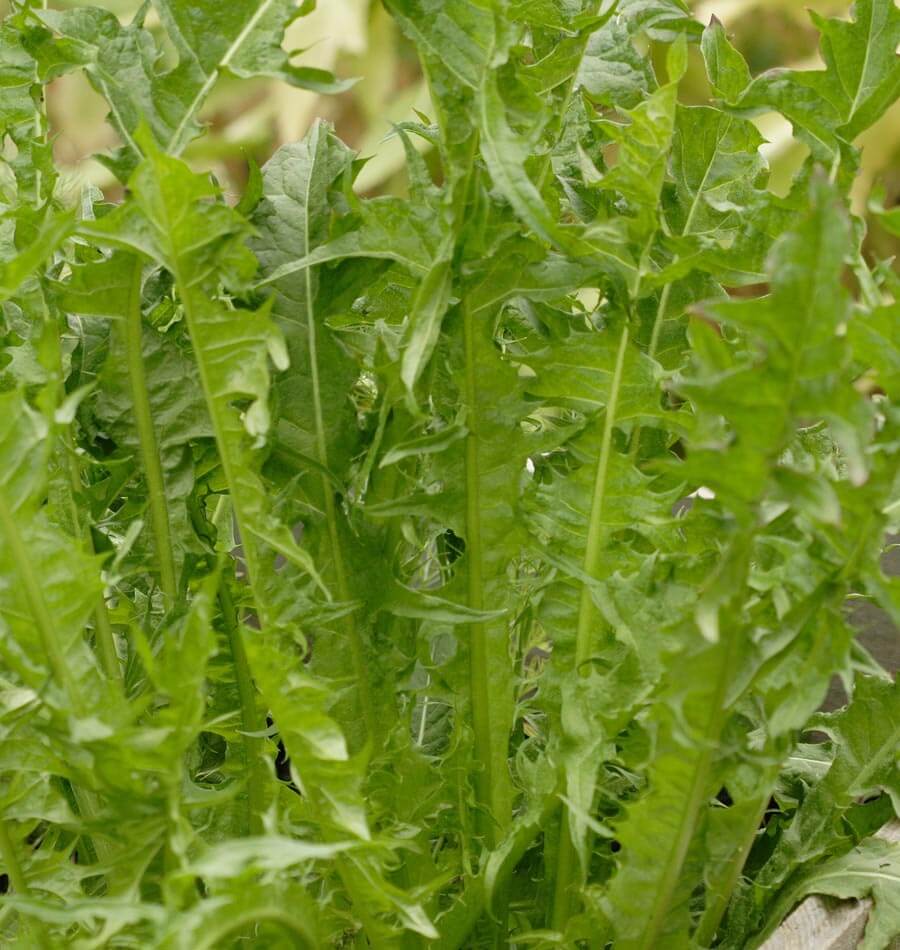 Italian Dandelion Chicory