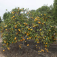 Dobashi Beni Satsuma Mandarin Budwood citrus plant material online shopping