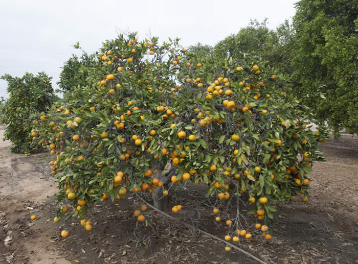 Dobashi Beni Satsuma Mandarin Budwood citrus plant material online shopping