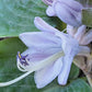 Parisian Silk Hosta Plants online shopping