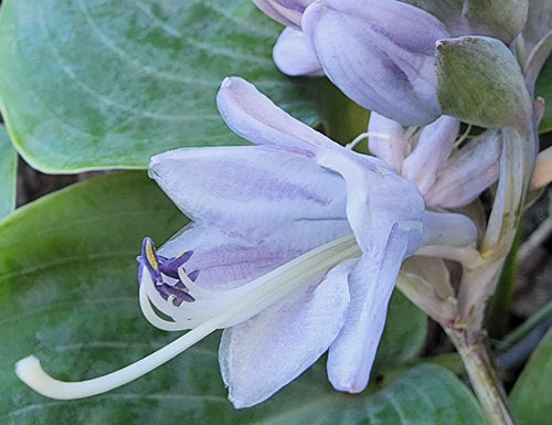 Parisian Silk Hosta Plants online shopping