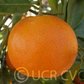 Hansen Mandarin Budwood citrus plant material online shopping