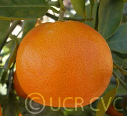 Hansen Mandarin Budwood citrus plant material online shopping