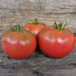 Damsel Organic Tomato
