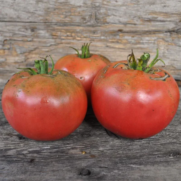 Damsel Organic Tomato