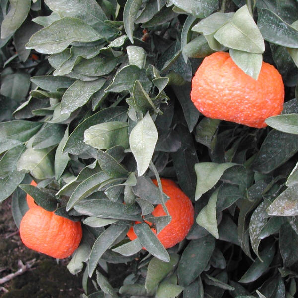 Gold Nugget Mandarin Budwood citrus plant material online shopping