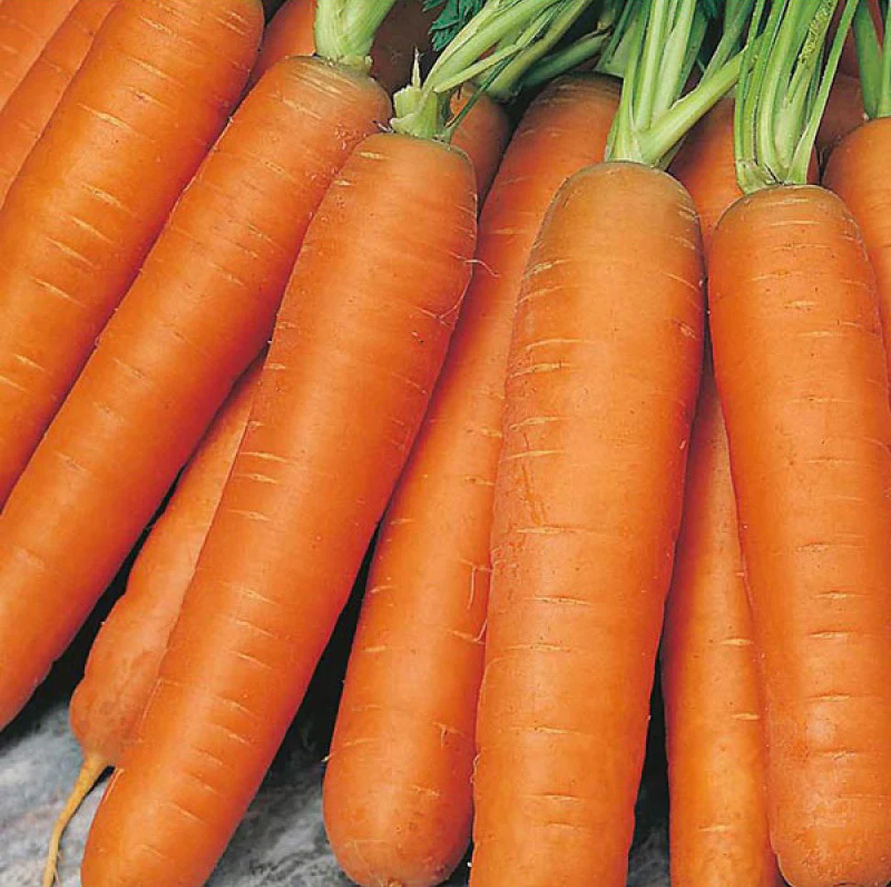Nantes Coreless Carrot