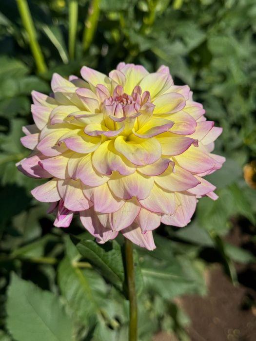 I’m Blushing Dahlia