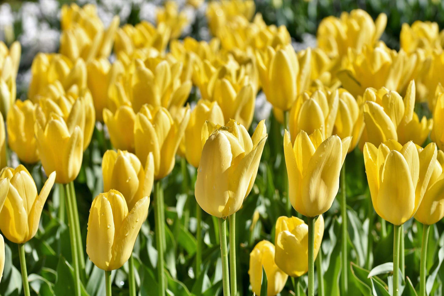 Yellow Empress Tulip Bulbs