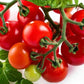 Red Robin Tomato
