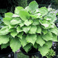 Grand Slam Hosta Plants online shopping
